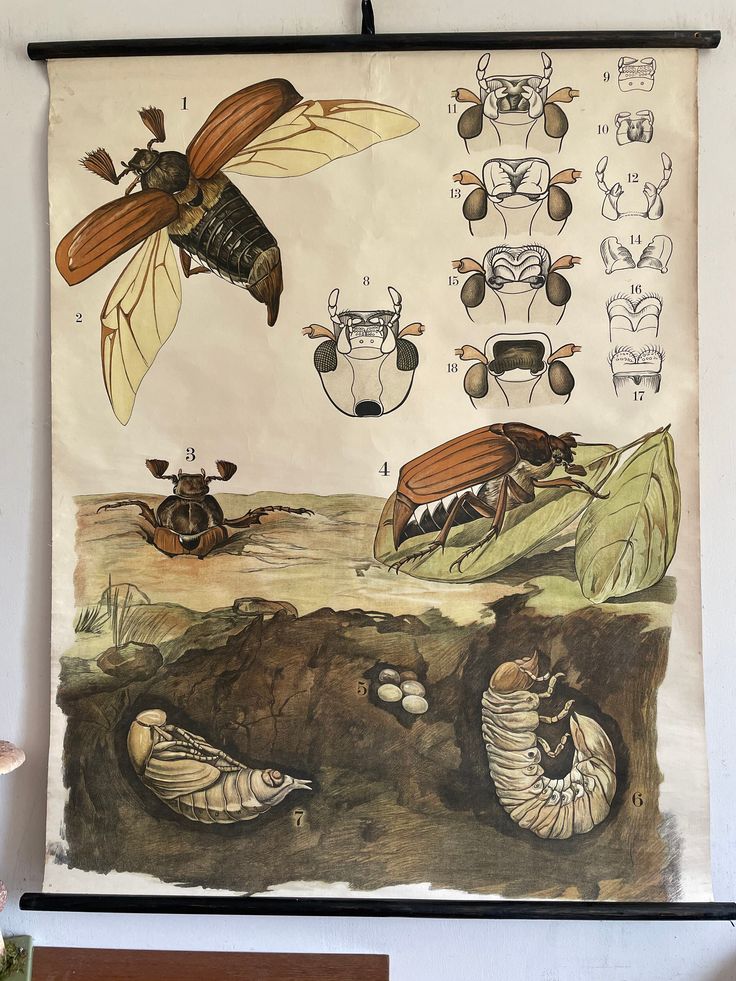 an insect poster is hanging on the wall