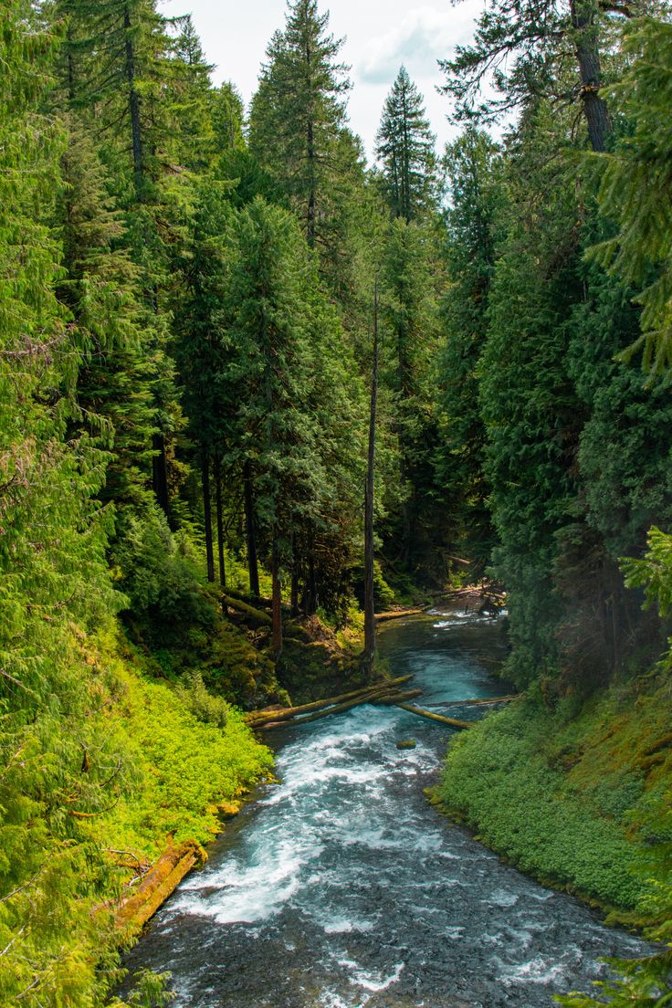 a river running through a forest filled with lots of green grass and tall pine trees