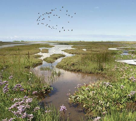 there are many birds flying in the sky over water and plants on the shore line