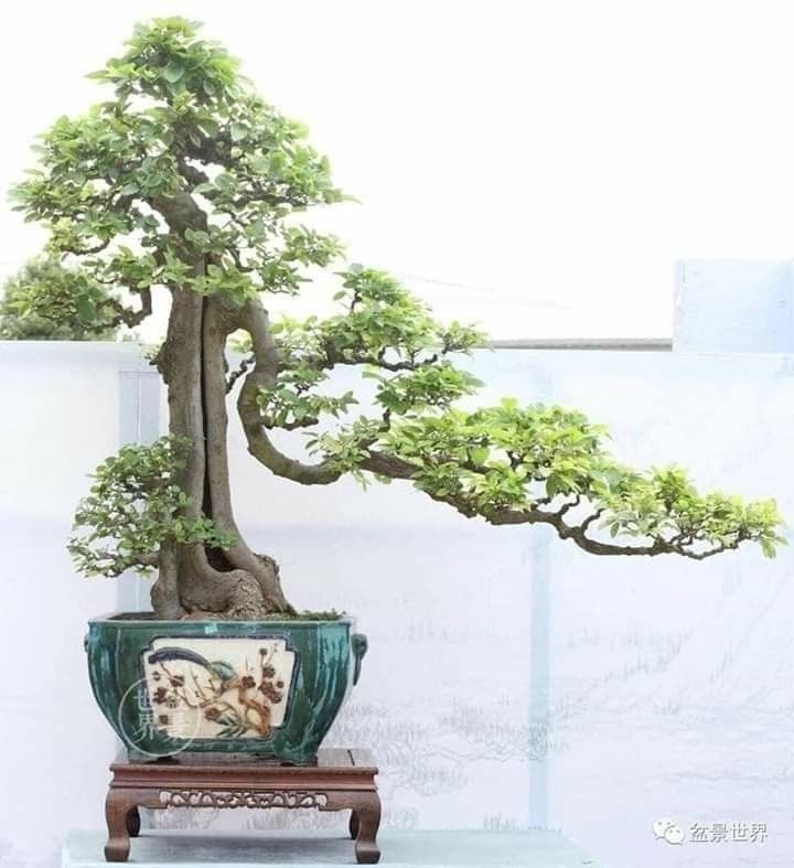 a bonsai tree in a green pot on a wooden stand next to a white wall