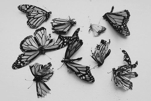 a group of butterflies sitting next to each other on a white surface with black and white markings