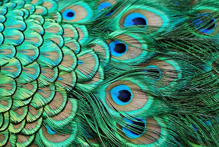 the feathers of a peacock are multicolored with blue and green colors on it's feathers