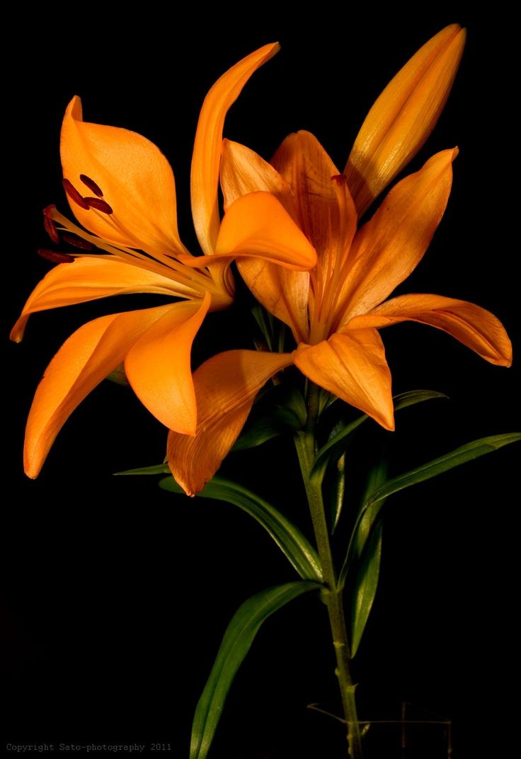 an orange flower in a vase on a black background