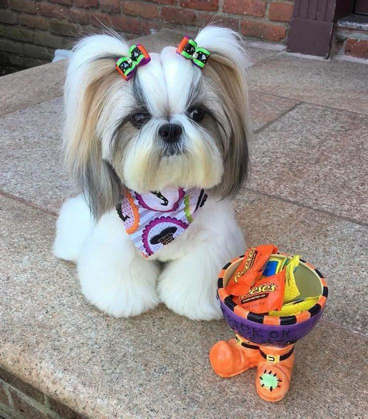 a small white dog sitting next to a toy