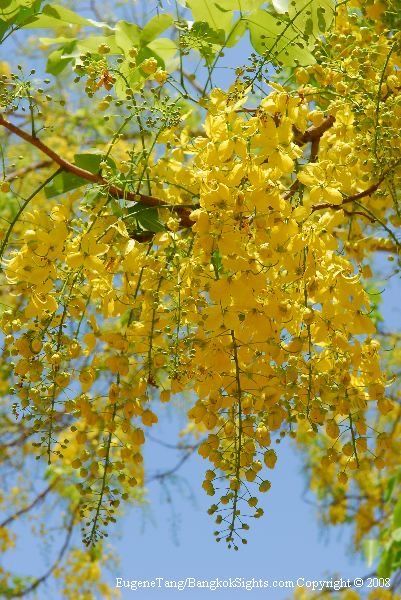 some yellow flowers hanging from a tree branch with blue sky in the backround