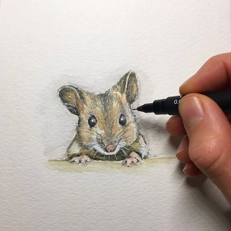 a drawing of a hamster in colored pencils