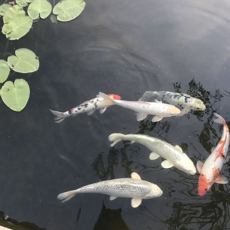 four koi fish swimming in a pond with lily pads