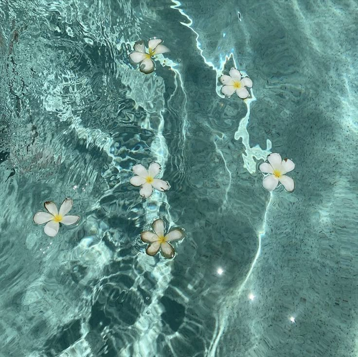 three flowers floating on the water in a pool with ripples and sun reflecting off it's surface