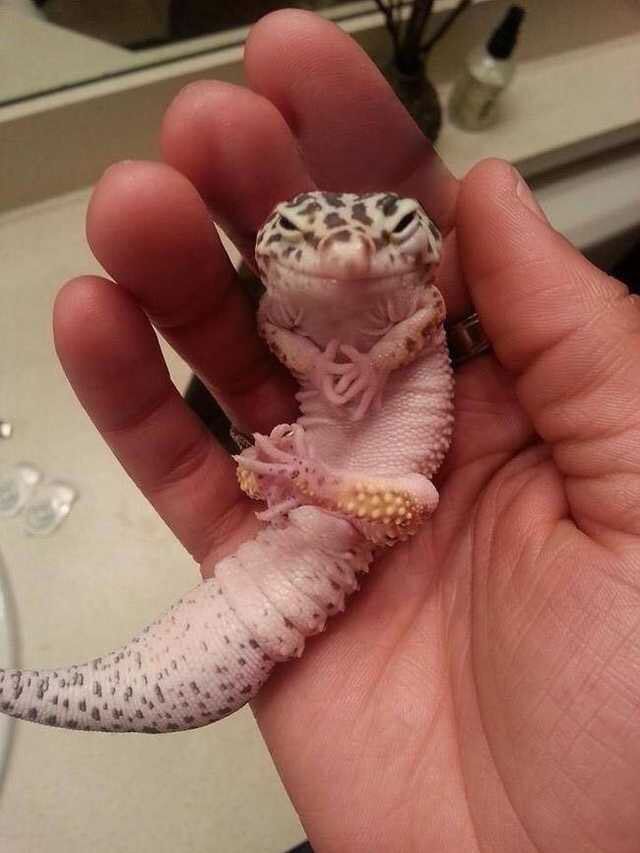 a person holding a small lizard in their hand