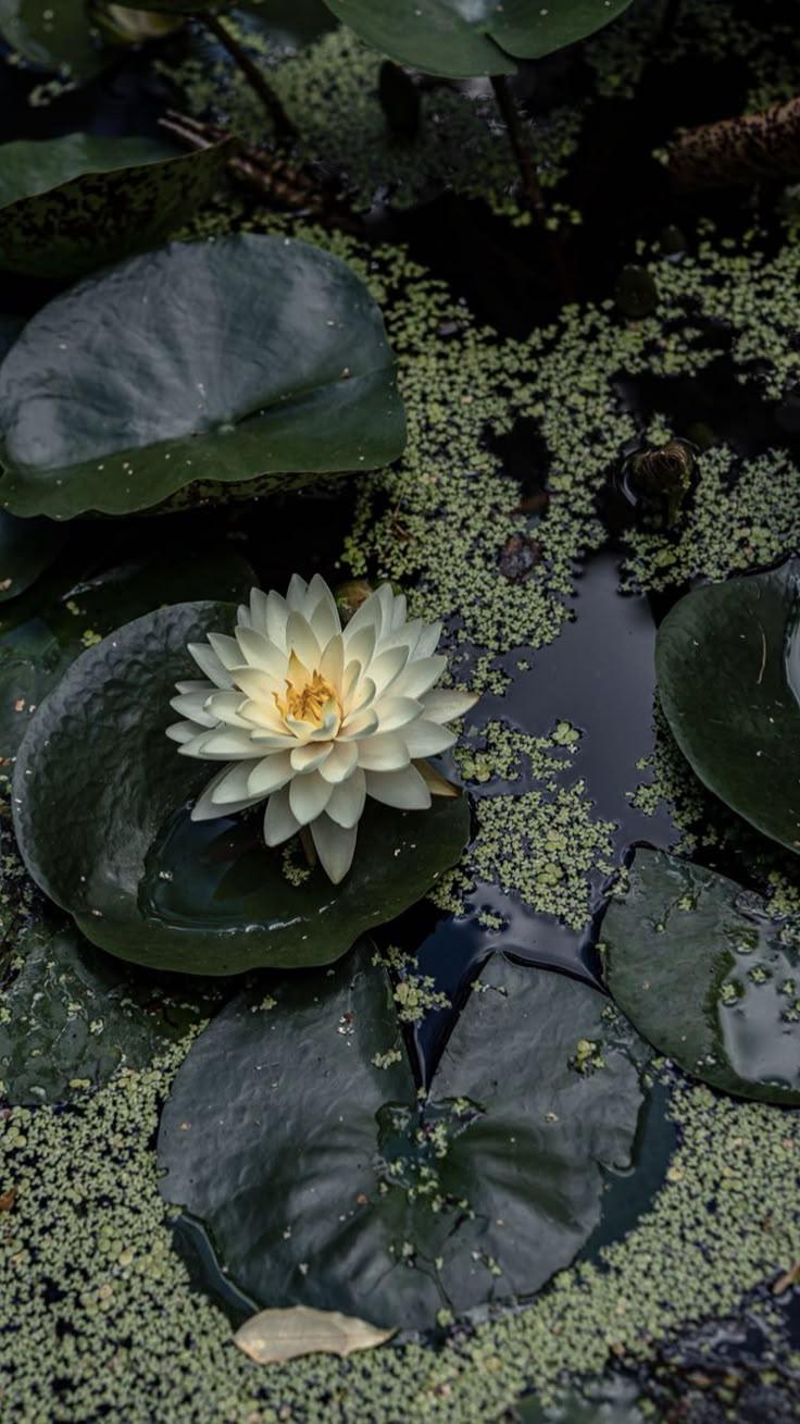 a white water lily floating on top of a pond filled with green plants and leaves