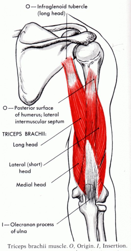 the muscles are labeled in red, and there is no image on this page to describe