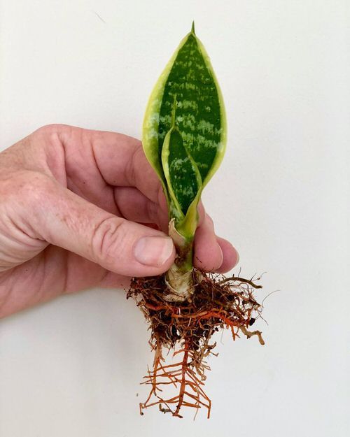 a person is holding up a plant with roots and leaves on it, while another hand holds the plant