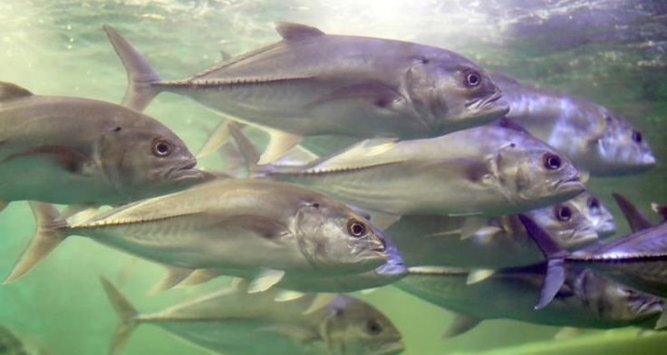 a large group of fish swimming in the water