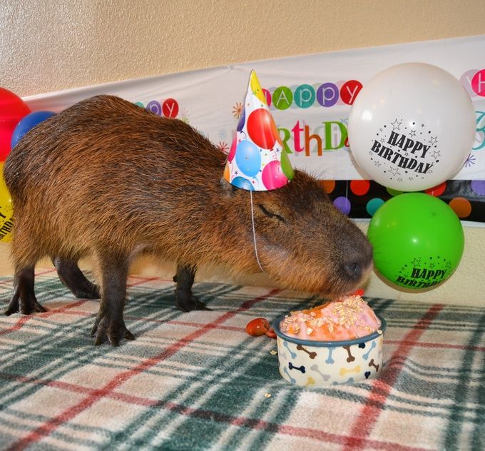 a capybara eating birthday cake with balloons in the background