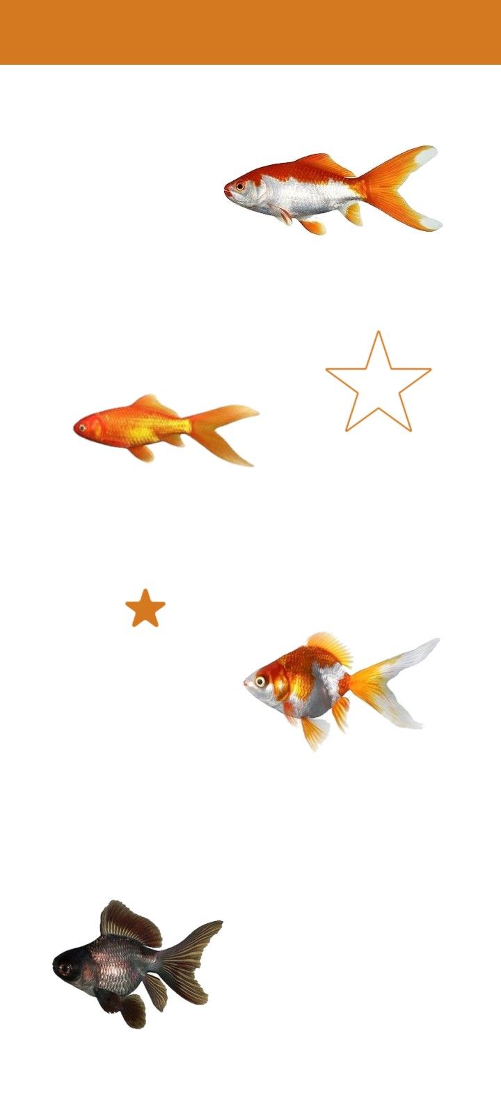 four goldfish swimming in the water with stars above them and an orange border around it