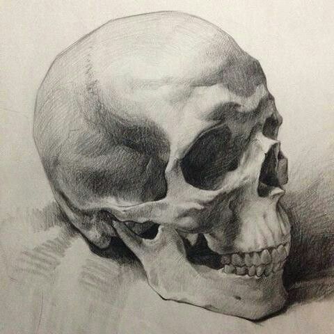 a pencil drawing of a skull on paper