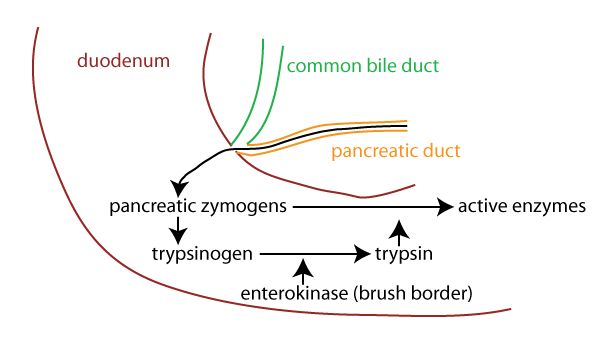 Small Intestine, Gastrointestinal System, Bile Duct, No Response