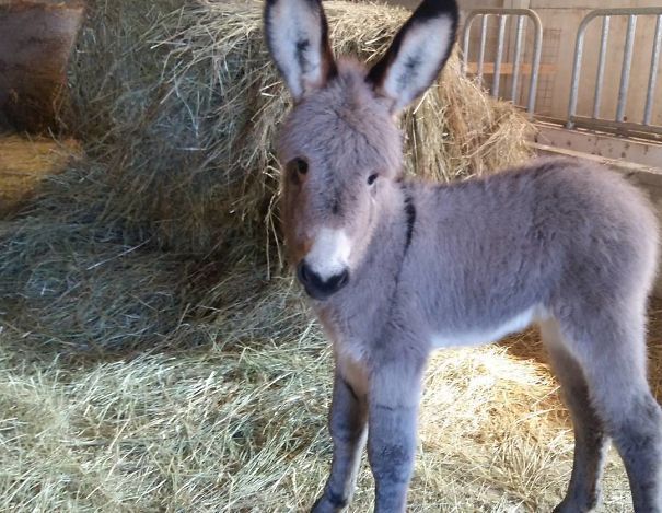 a small donkey standing next to some hay