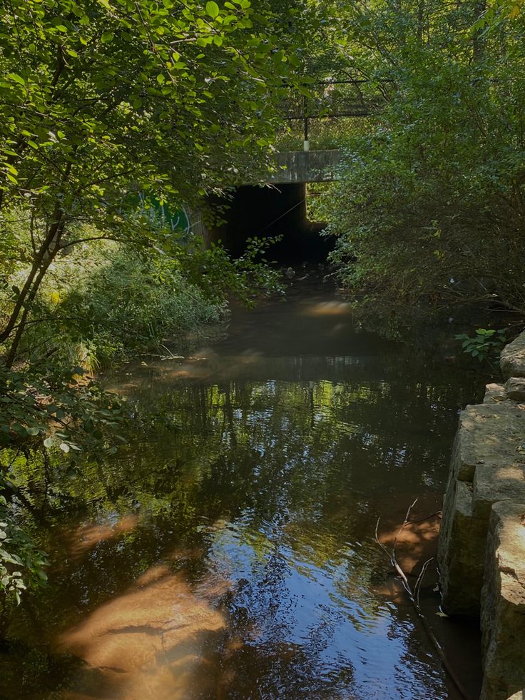 a small stream running through a forest filled with lots of trees and water under a bridge