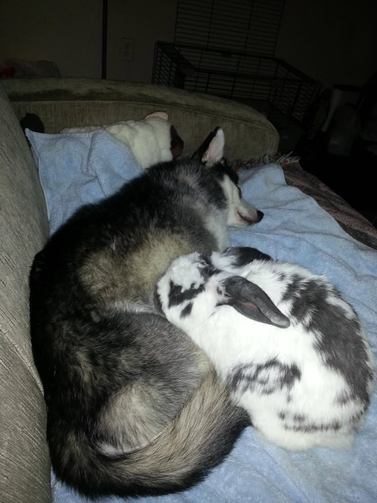 two dogs are curled up together on a couch