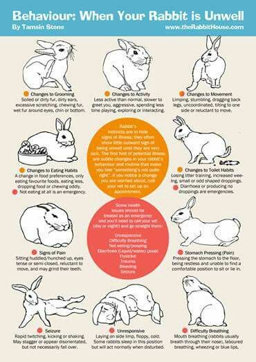 an animal poster with instructions on how to care for rabbits