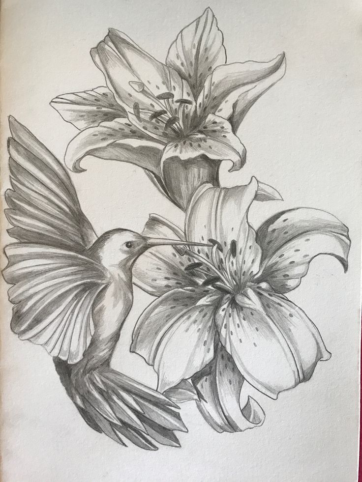 a pencil drawing of flowers and a bird