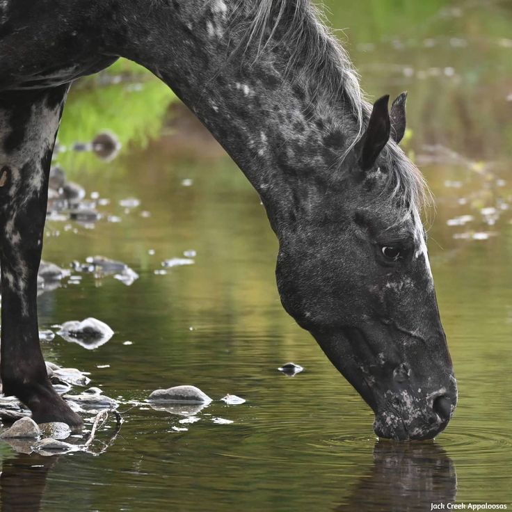 a black and white horse drinking water from a pond