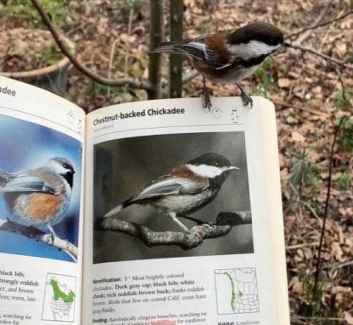 a bird sitting on top of an open book in front of some trees and leaves