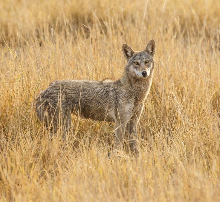 a wolf standing in the middle of a field with tall brown grass and dry grasses