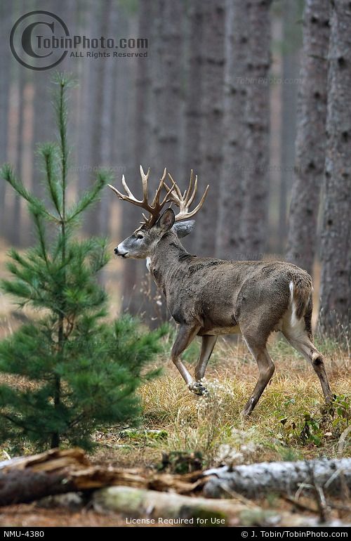 a deer is walking through the woods by itself