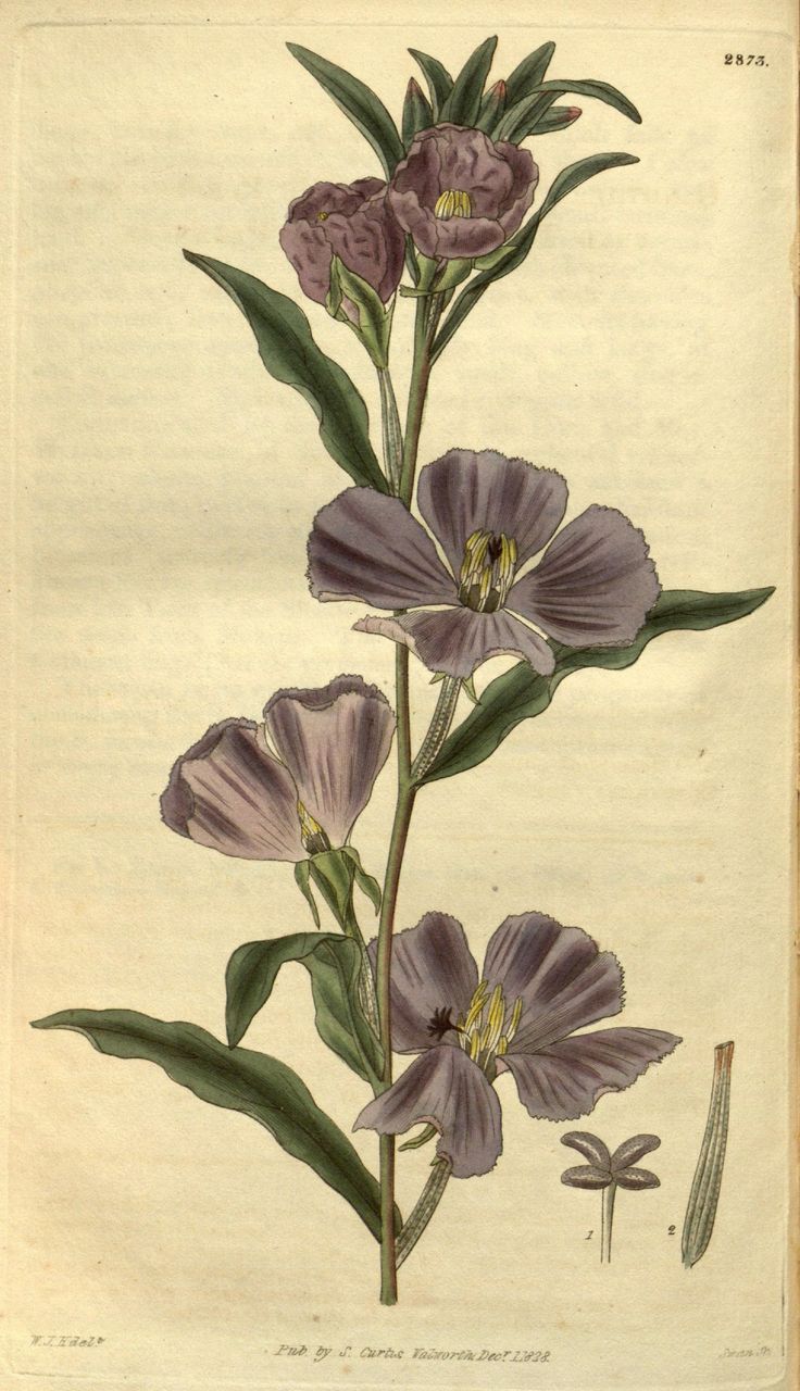 an illustration of purple flowers with green leaves on a white background, from the natural history of plants