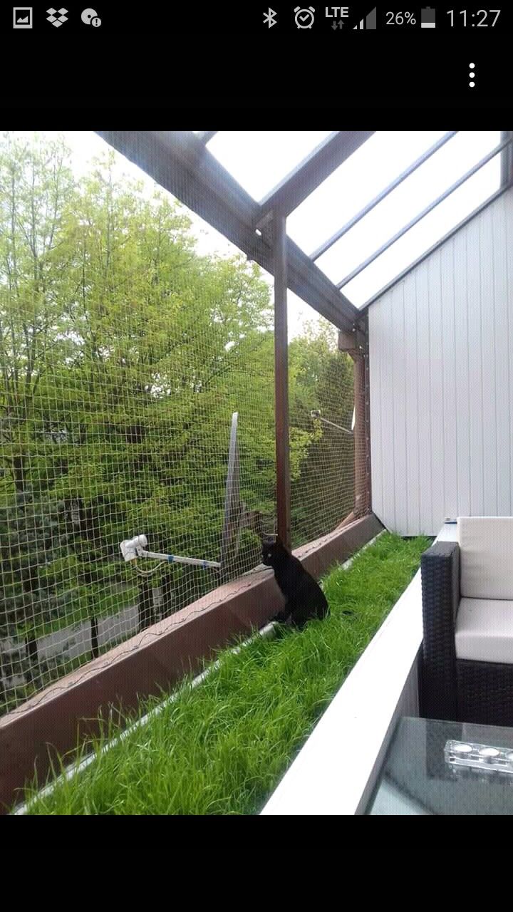 a black cat sitting on top of a green grass covered porch next to a white couch