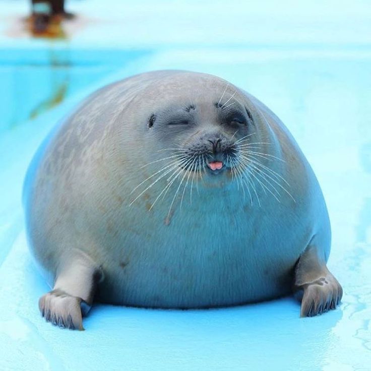 a seal is sitting on the ice in an enclosure