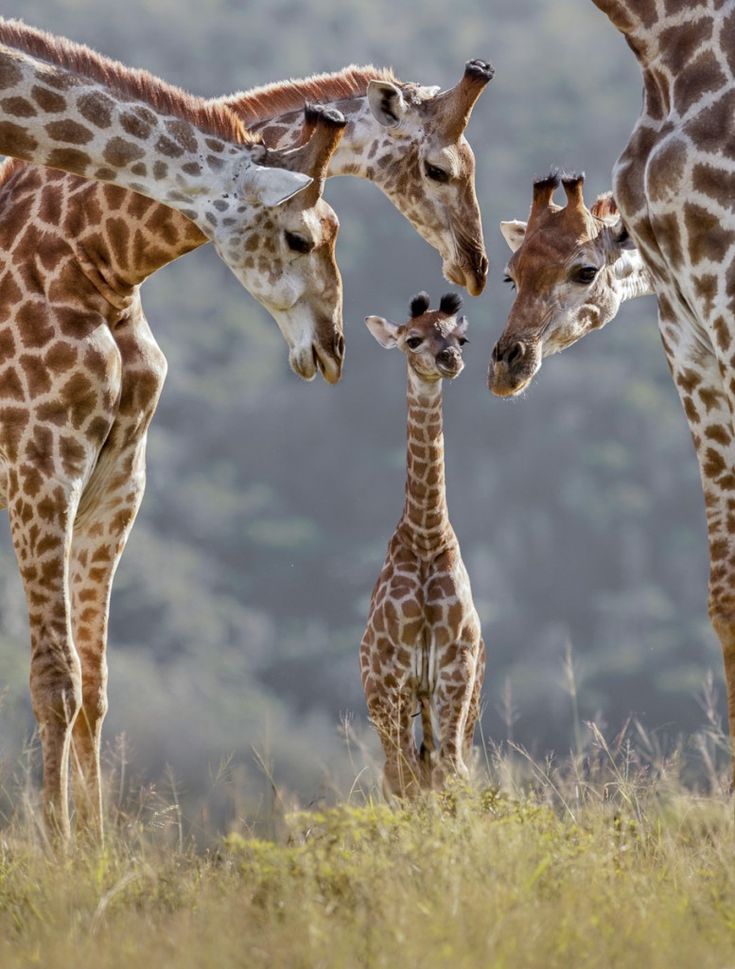 three adult giraffes and two baby giraffe standing in the grass