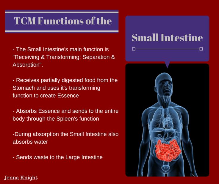 TCM Functions of the Small Intestine Gastrointestinal Healing, Chinese Healing, Digestive System Anatomy, Traditional Chinese Medicine Acupuncture, Acupuncture Points Chart, Tcm Traditional Chinese Medicine, Reflexology Points, Small Intestine, Reflexology Chart