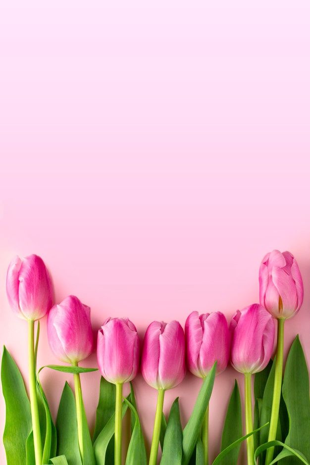 pink tulips and green leaves against a pink background