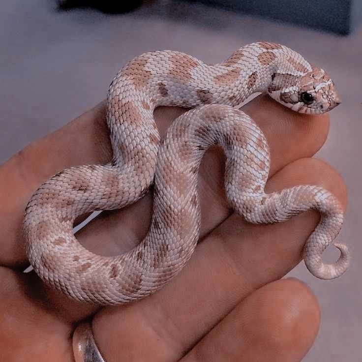 a hand holding a brown and white snake on it's palm with its head turned to the side