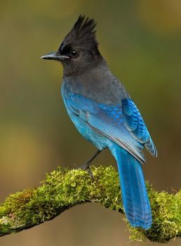 a blue and black bird sitting on top of a moss covered tree branch in front of a blurry background