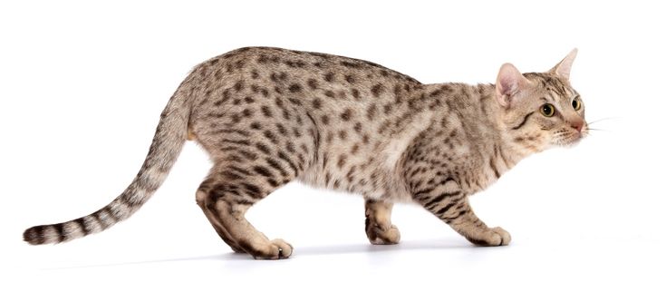 a striped cat walking across a white background