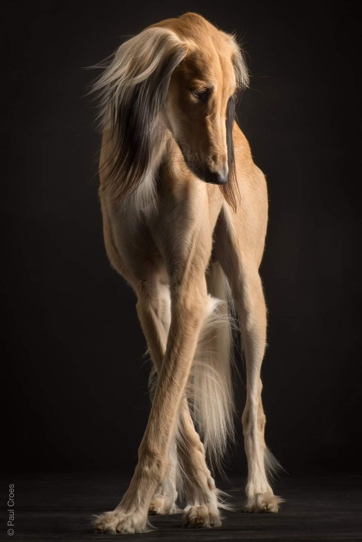 a large brown horse standing on top of a black floor in front of a dark background