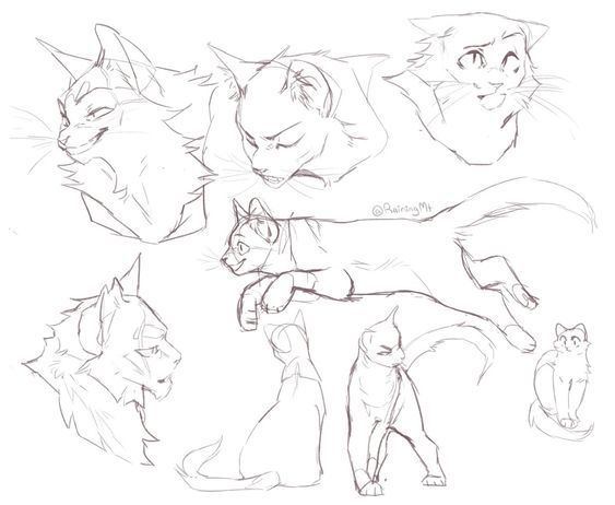 sketches of cats and kittens in various poses, with one cat looking at the camera