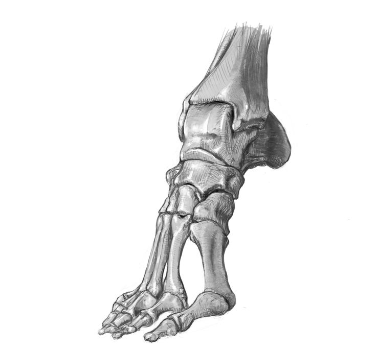 a drawing of the foot and ankle bones