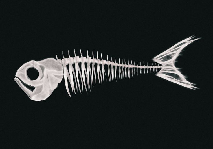 a fish skeleton is shown in the dark