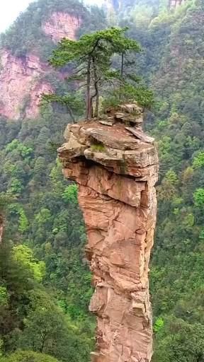 a lone tree on the edge of a cliff