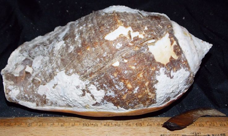 a large piece of bread sitting on top of a wooden table next to a ruler