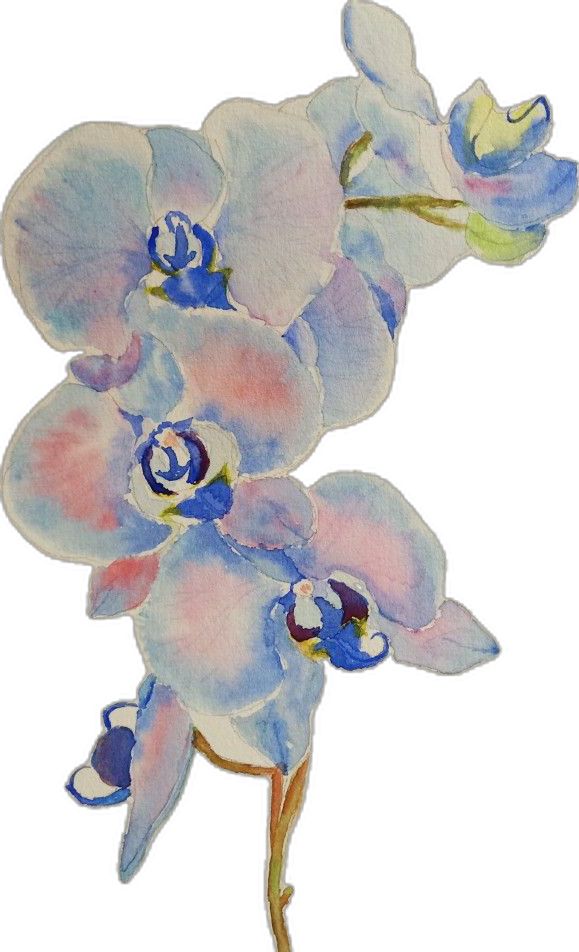 watercolor painting of blue and pink orchids