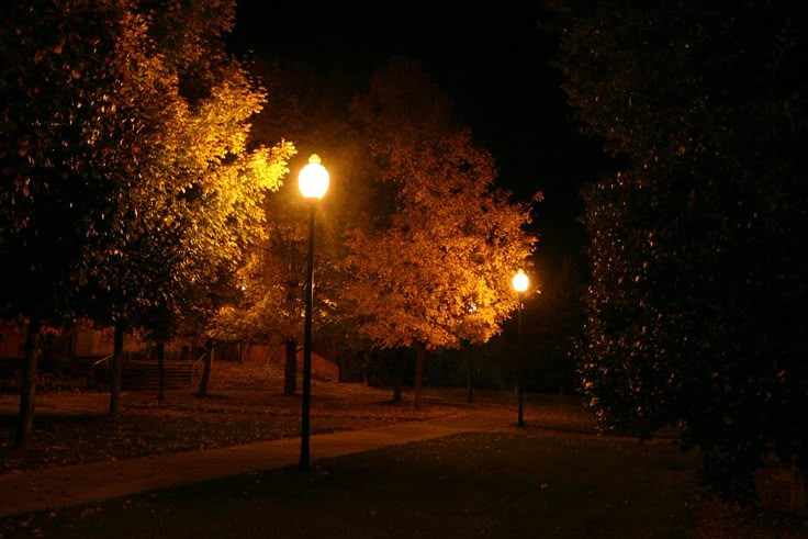 trees are lit up at night in the park