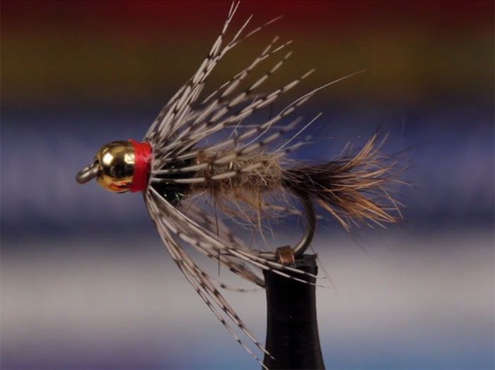 a close up of a fly with long hair on it's head and red tips