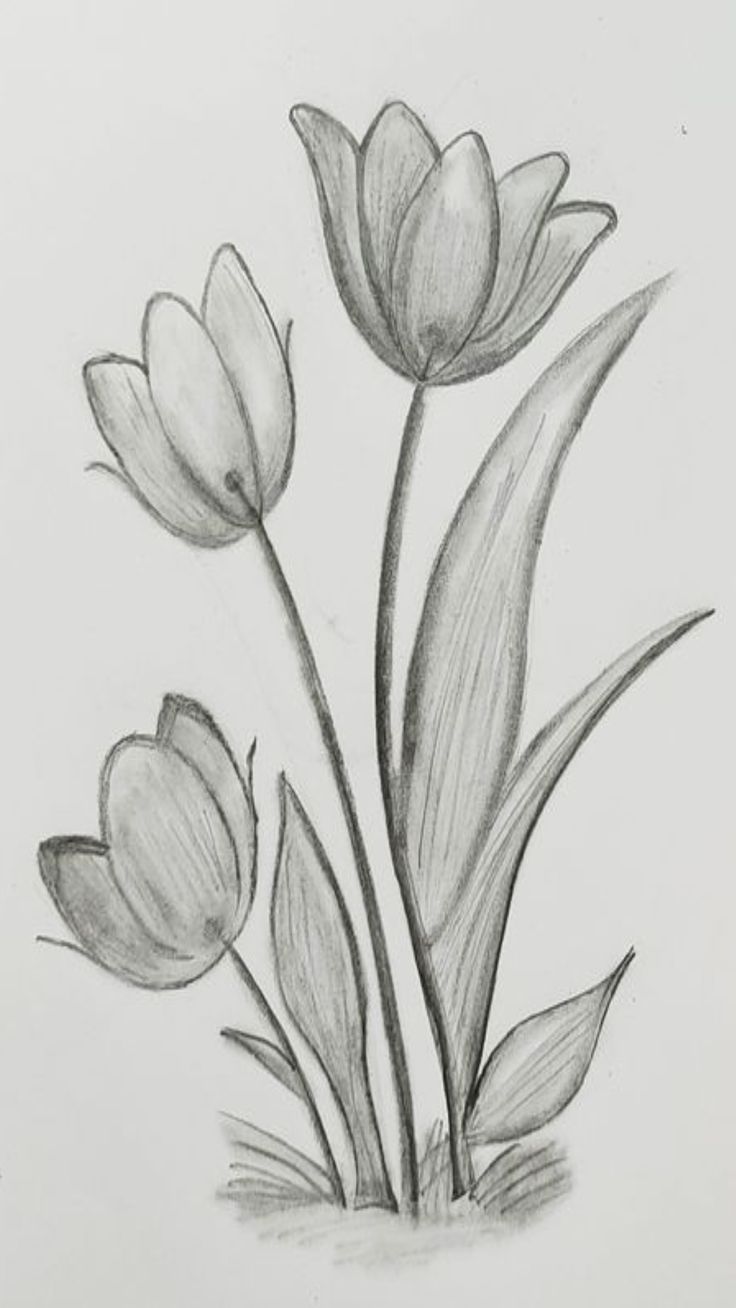 pencil drawing of three tulips on white paper