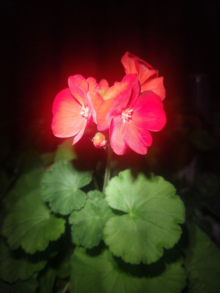 a red flower with green leaves in the dark